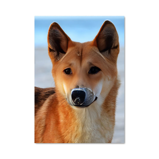 Poster Ding Dong Delight