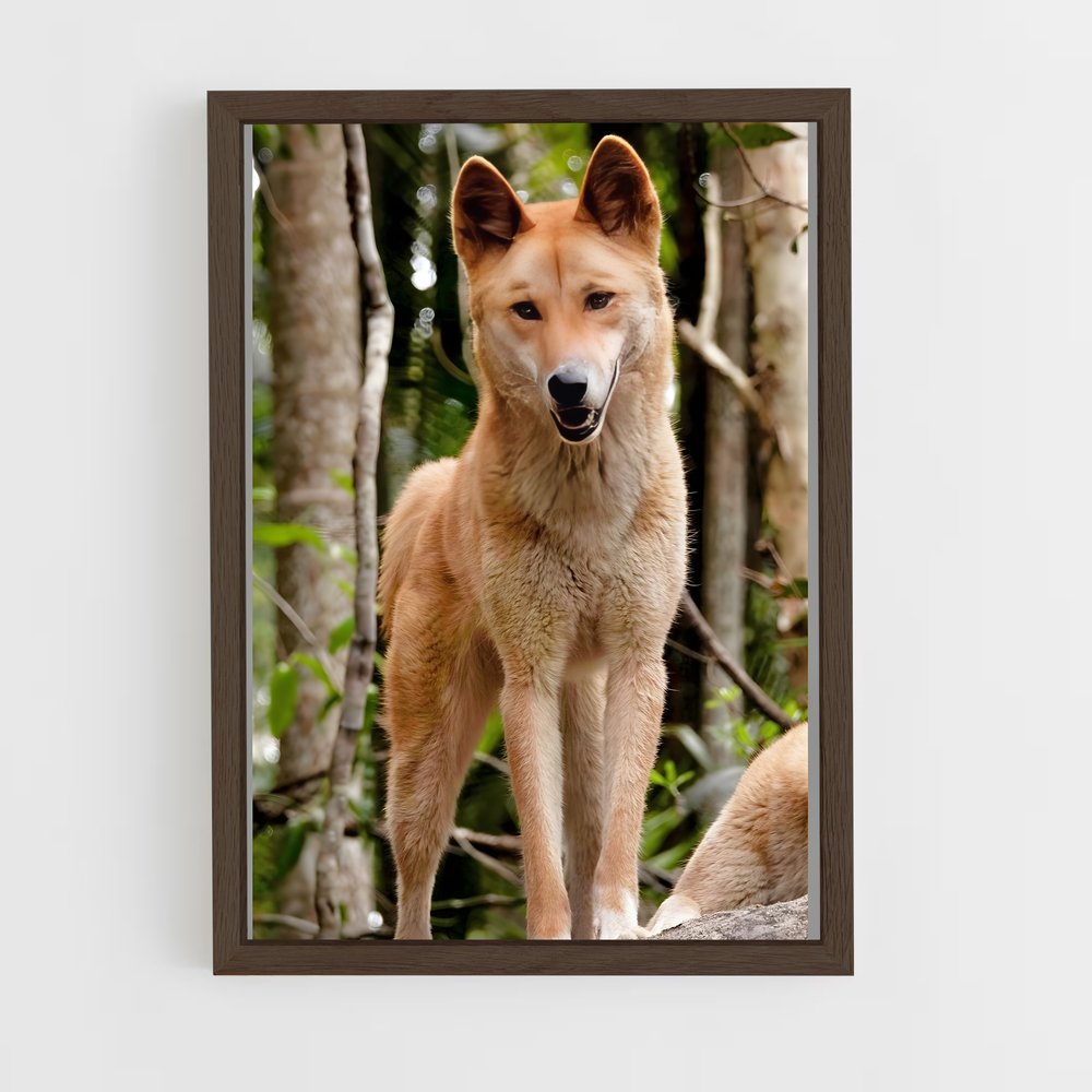 ap-dingo-4 cadre Bois foncé
