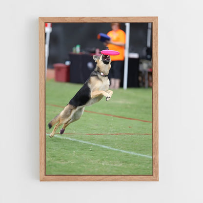 ap-disc dog world championships-2 cadre Bois clair