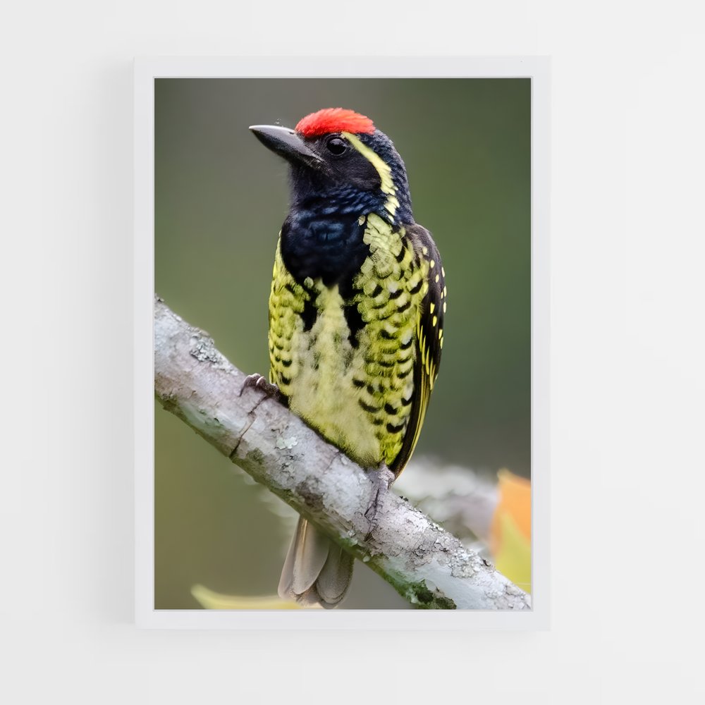 ap-dja faunal reserve-1 cadre Blanc
