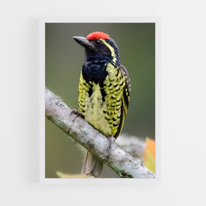 ap-dja faunal reserve-1 cadre Blanc