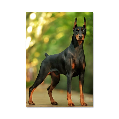Poster Doberman sur le Pont