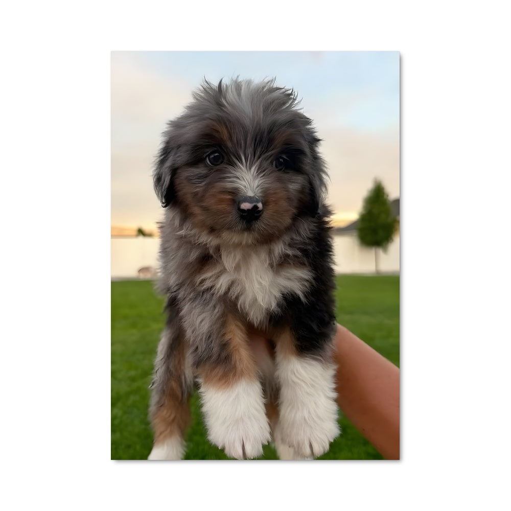 Poster Petit Chien Sur Main