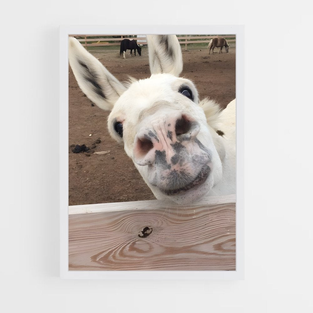 ap-donkey-10 cadre Blanc