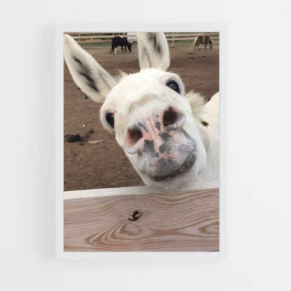 ap-donkey-10 cadre Blanc