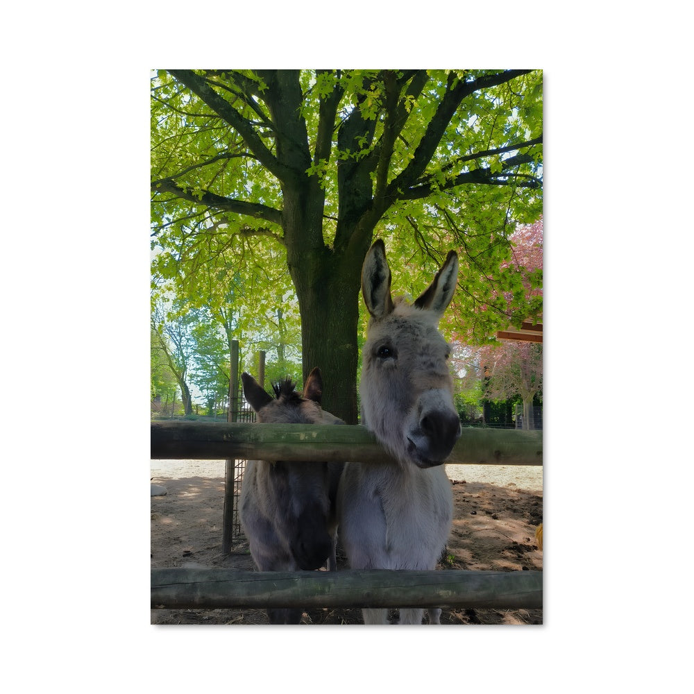 Poster L'Âne et l'Arbre