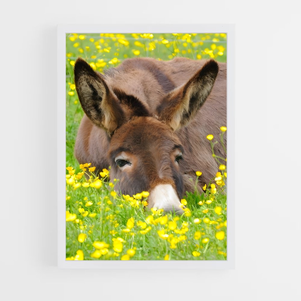 ap-donkey-7 cadre Blanc