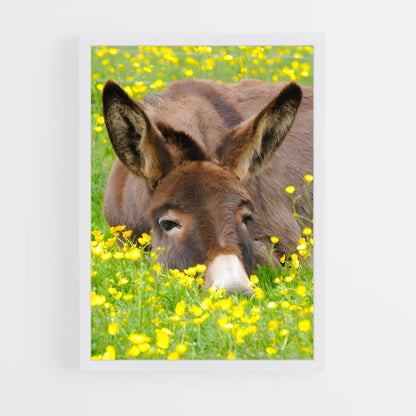 ap-donkey-7 cadre Blanc