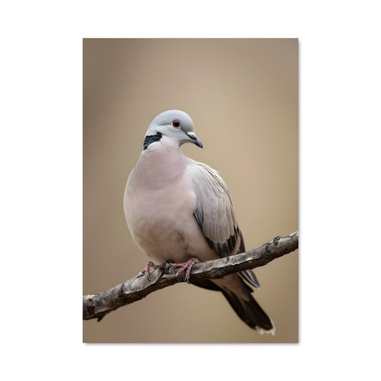 Poster Dove Serenade