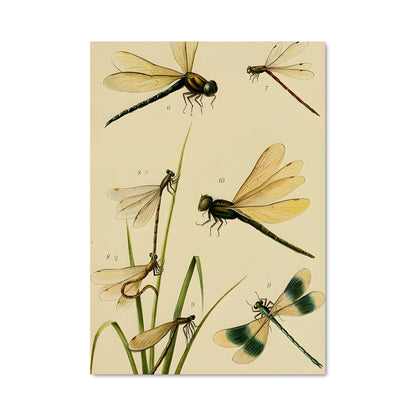 Poster Danse des Libellules