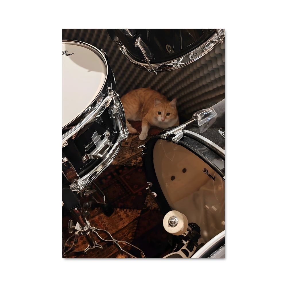 Poster Drum Cat