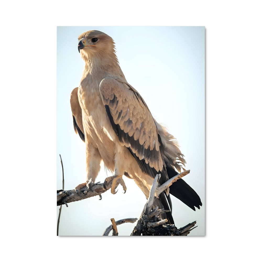 Poster Aigle en Liberté