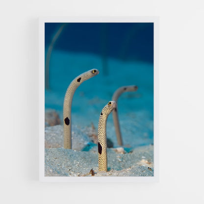 ap-eel-1 cadre Blanc