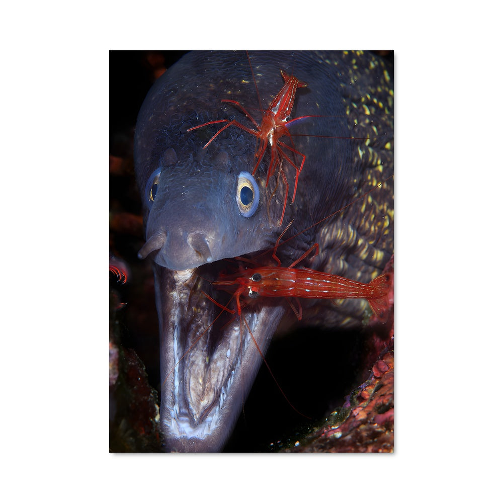 Poster Bouche de Feu