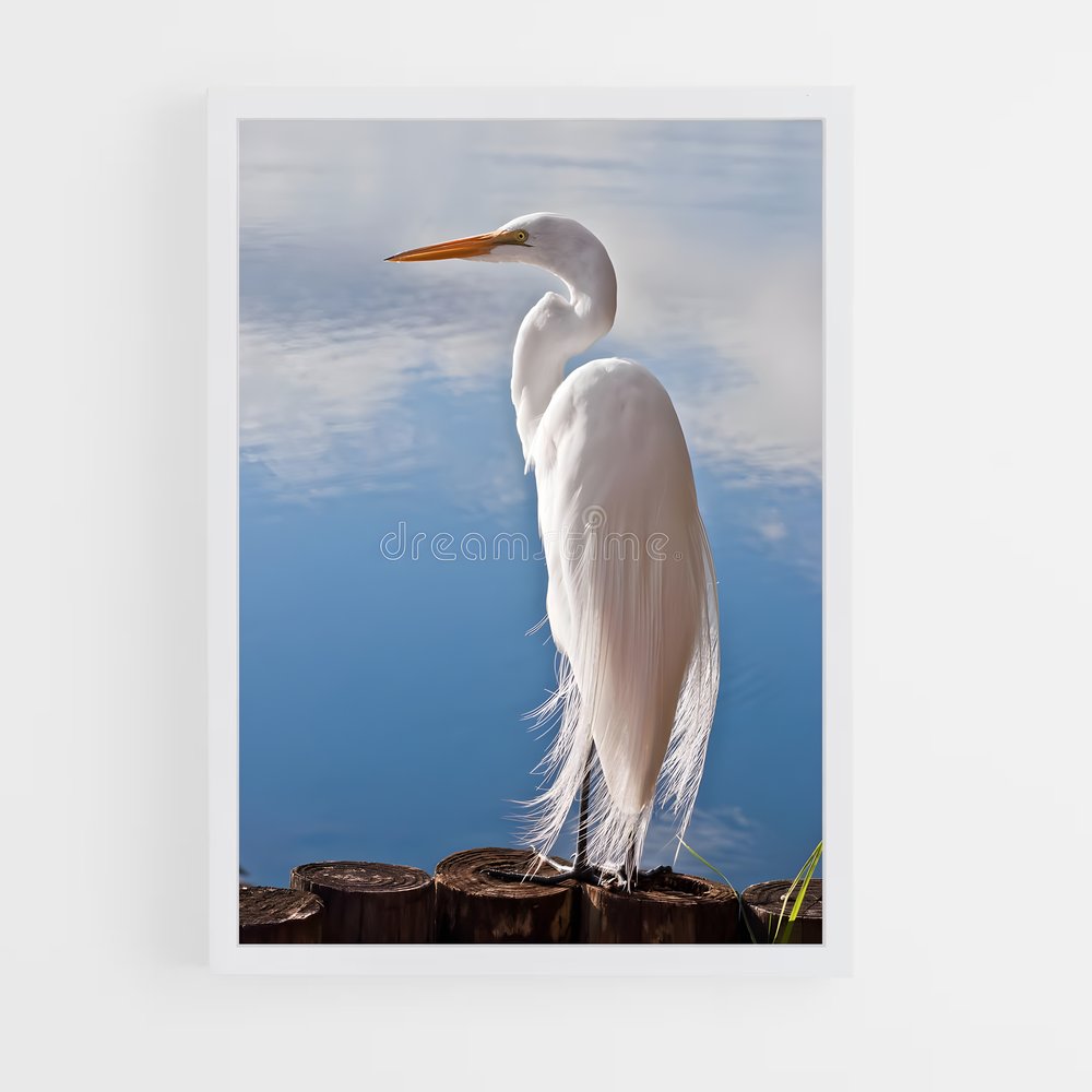 ap-egret-8 cadre Blanc