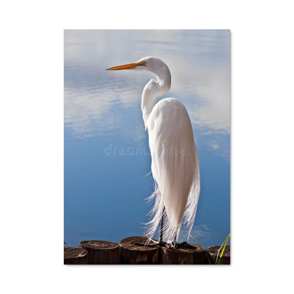 Poster Egret 83514