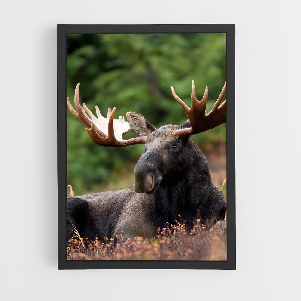 ap-elk-10 cadre Noir