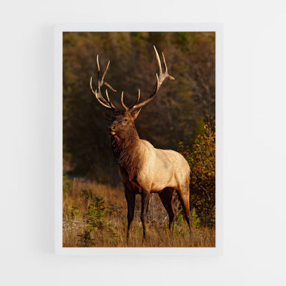 ap-elk-11 cadre Blanc