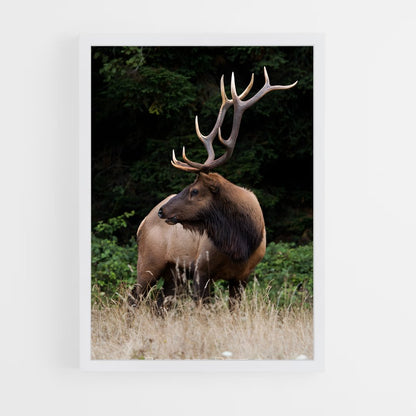 ap-elk-4 cadre Blanc