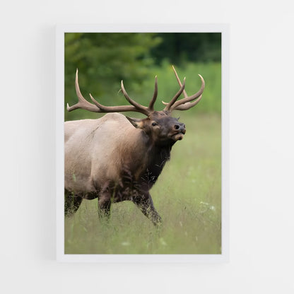 ap-elk-6 cadre Blanc