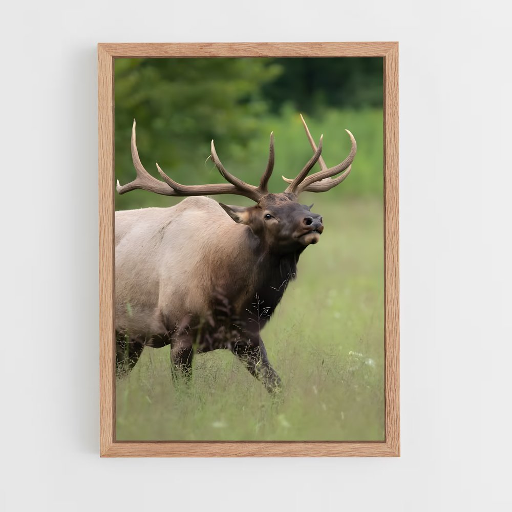 ap-elk-6 cadre Bois clair