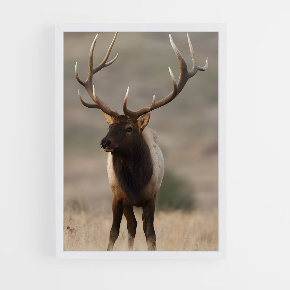 ap-elk-9 cadre Blanc