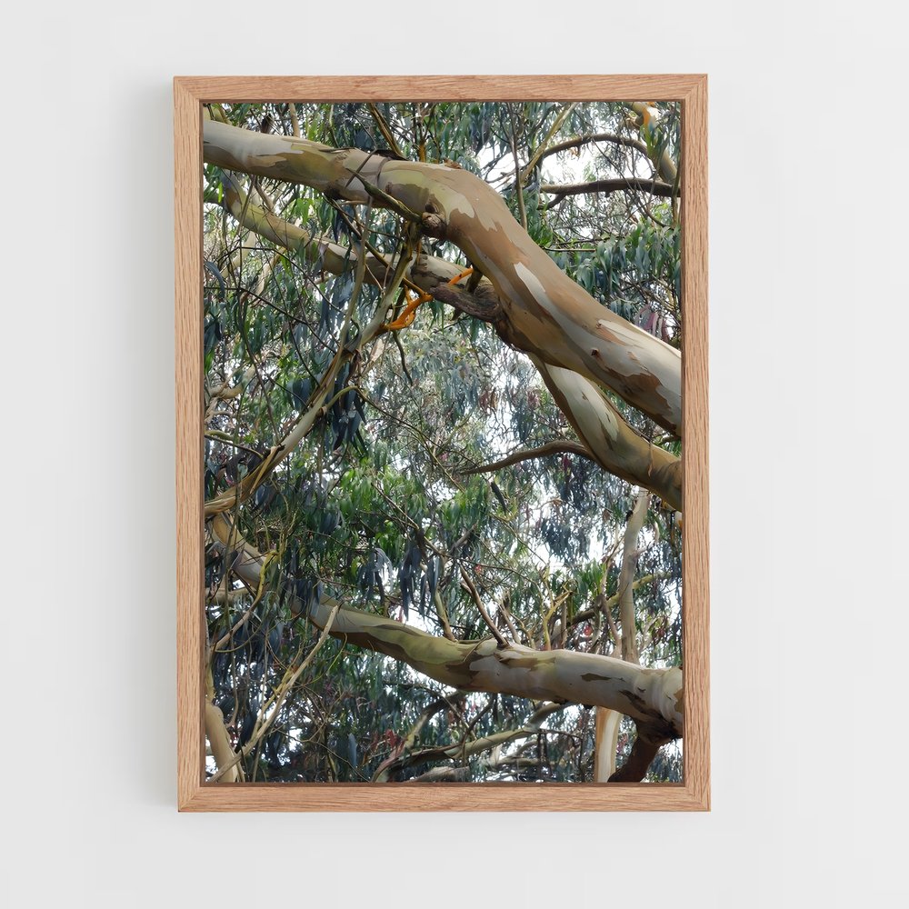 ap-eucalyptus-4 cadre Bois clair
