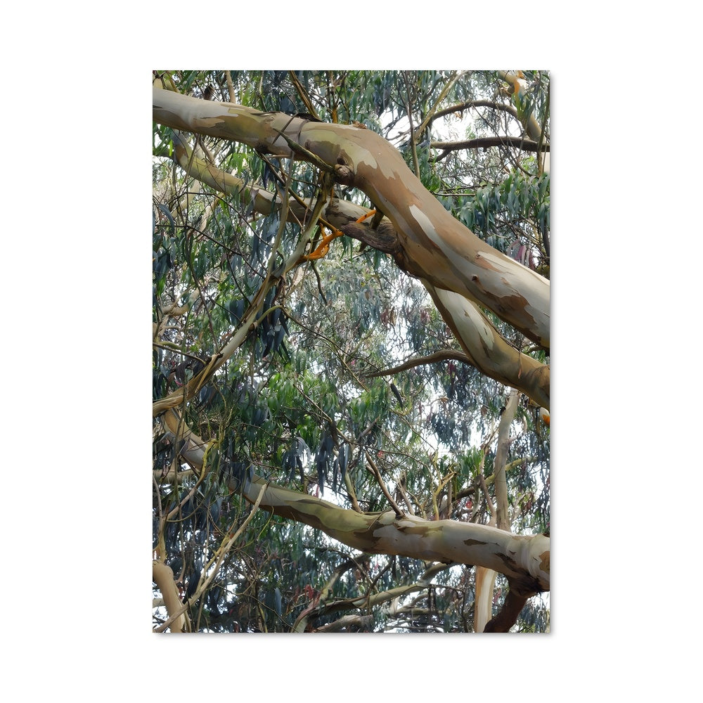 Poster Eucalyptus Majestueux