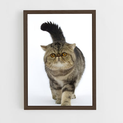 ap-exotic shorthair-2 cadre Bois foncé