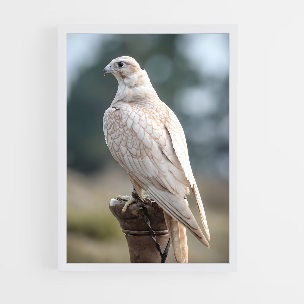 ap-falcon-15 cadre Blanc