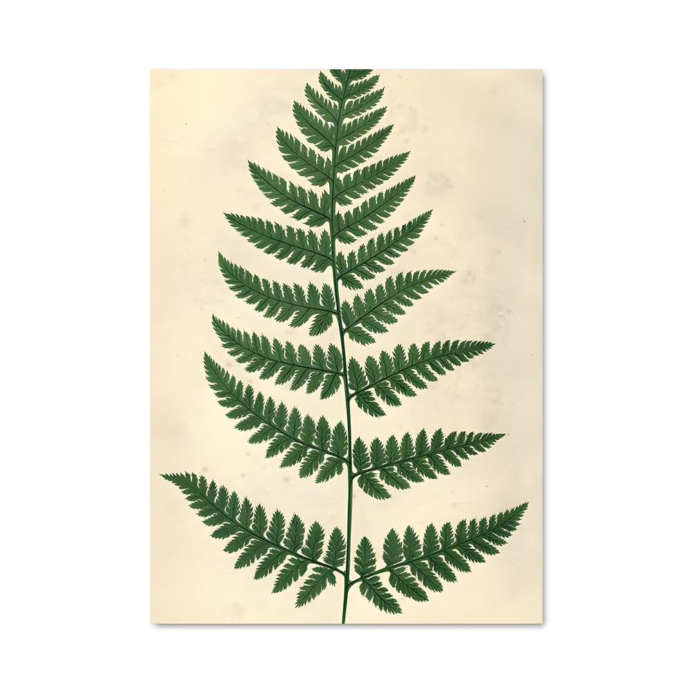 Poster Feuille de Fougère