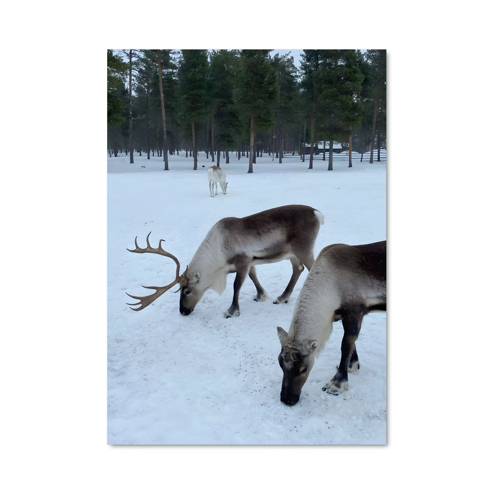 Poster Rencontres Polaires