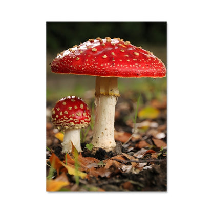 Poster Amanite Étoilée