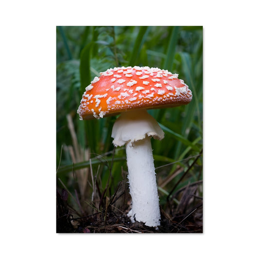 Poster Amanite Éblouissante