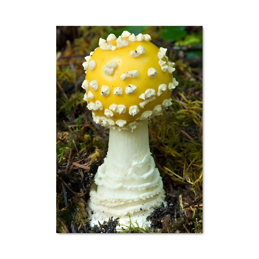 Poster Amanite Magnifique