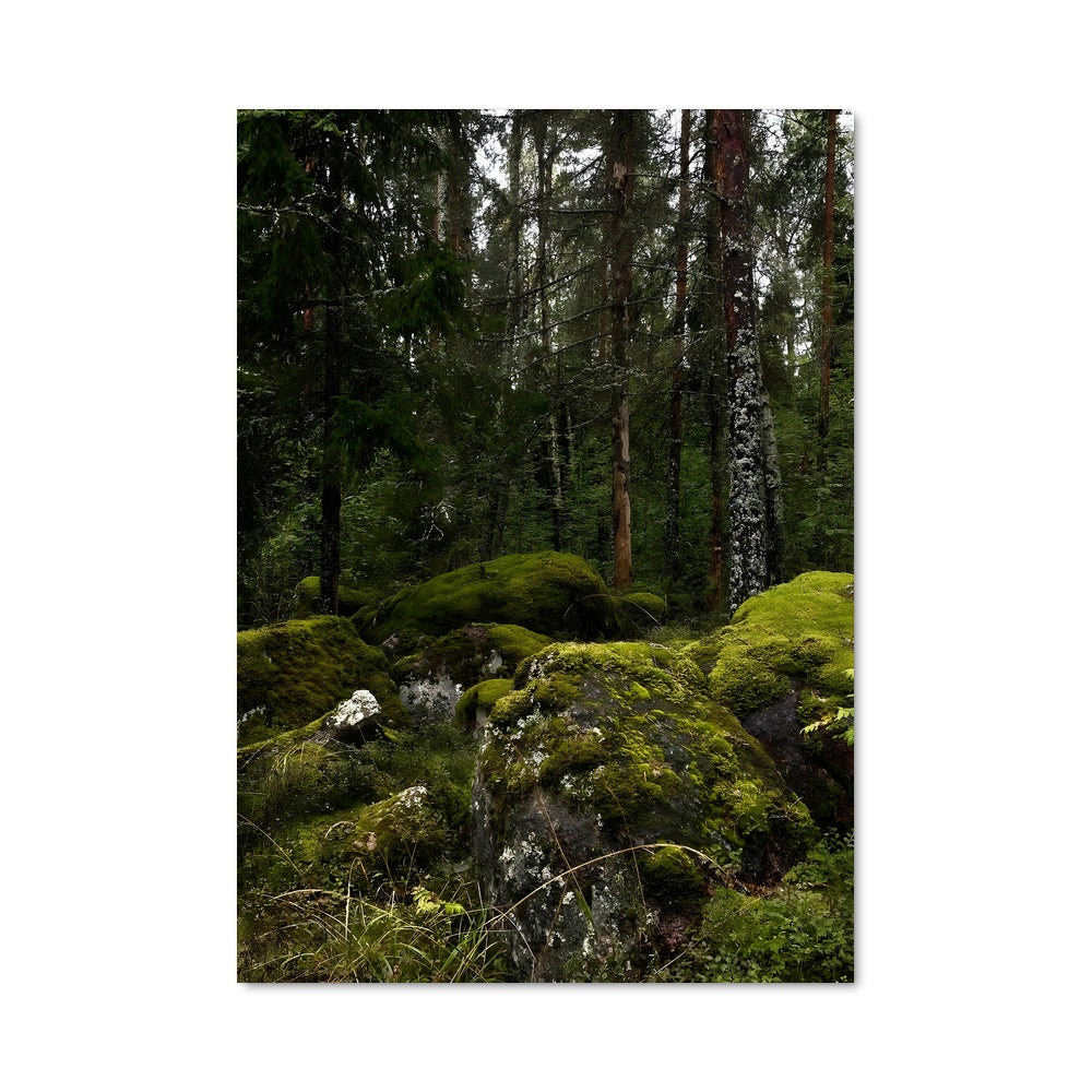 Poster Forest moss 96866