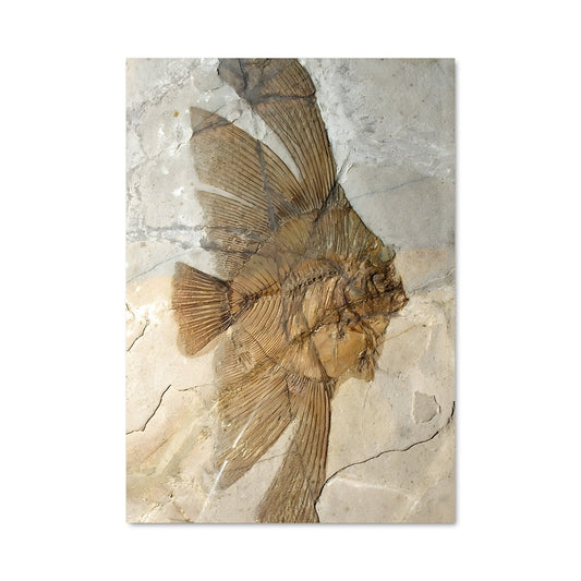 Poster Fossils 17905