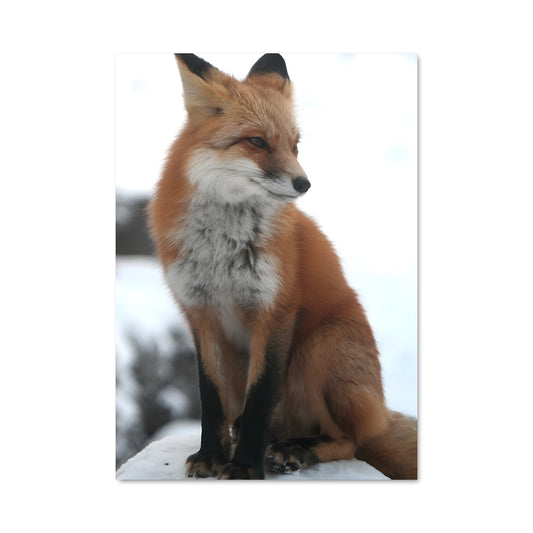 Poster Renard d'Hiver