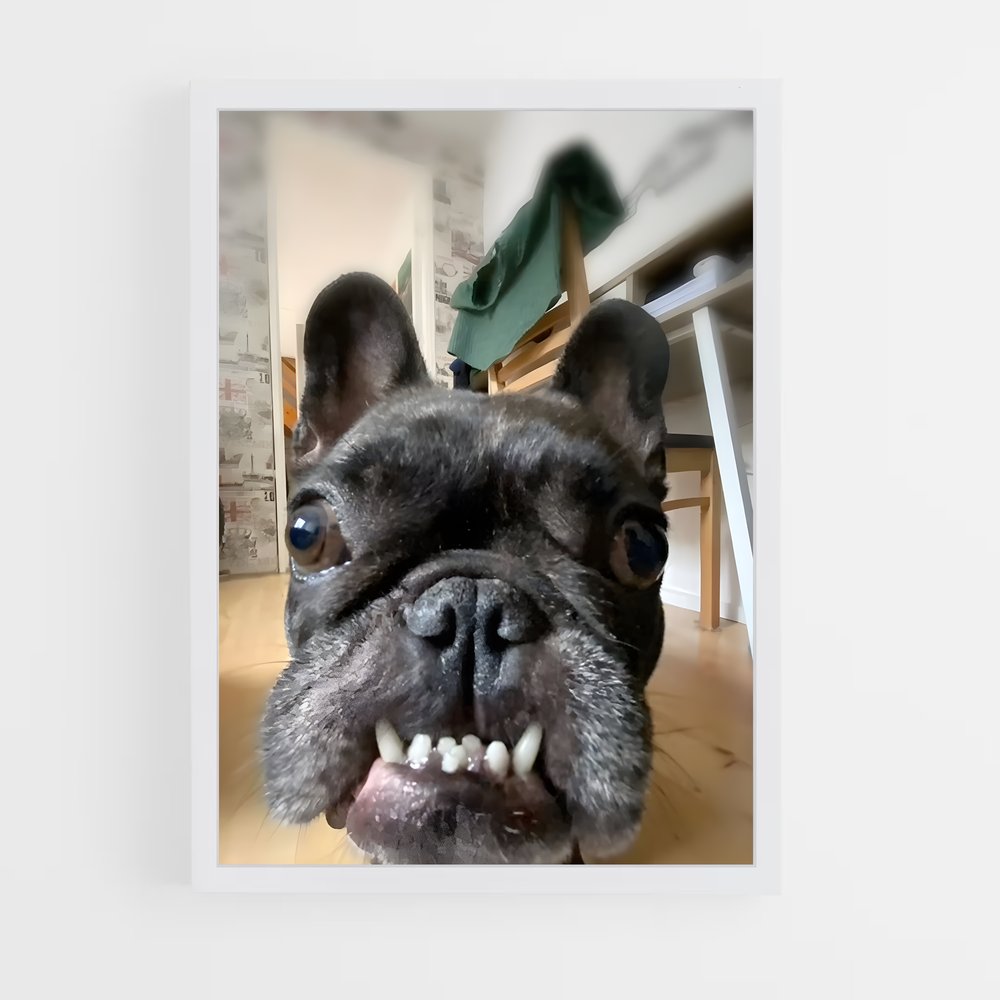 ap-french bulldog-2 cadre Blanc
