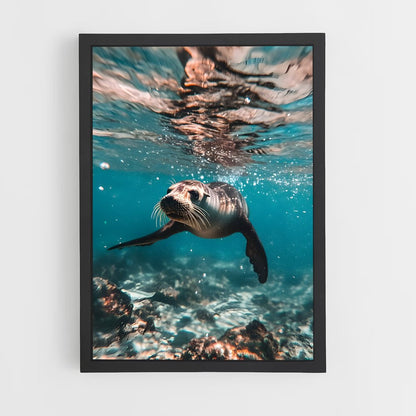 ap-galapagos islands-2 cadre Noir