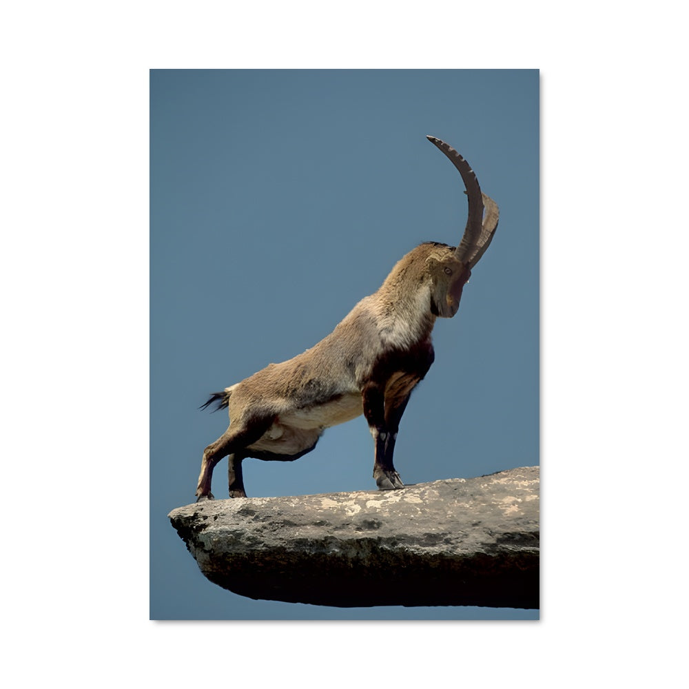 Poster La Chèvre Vaillante