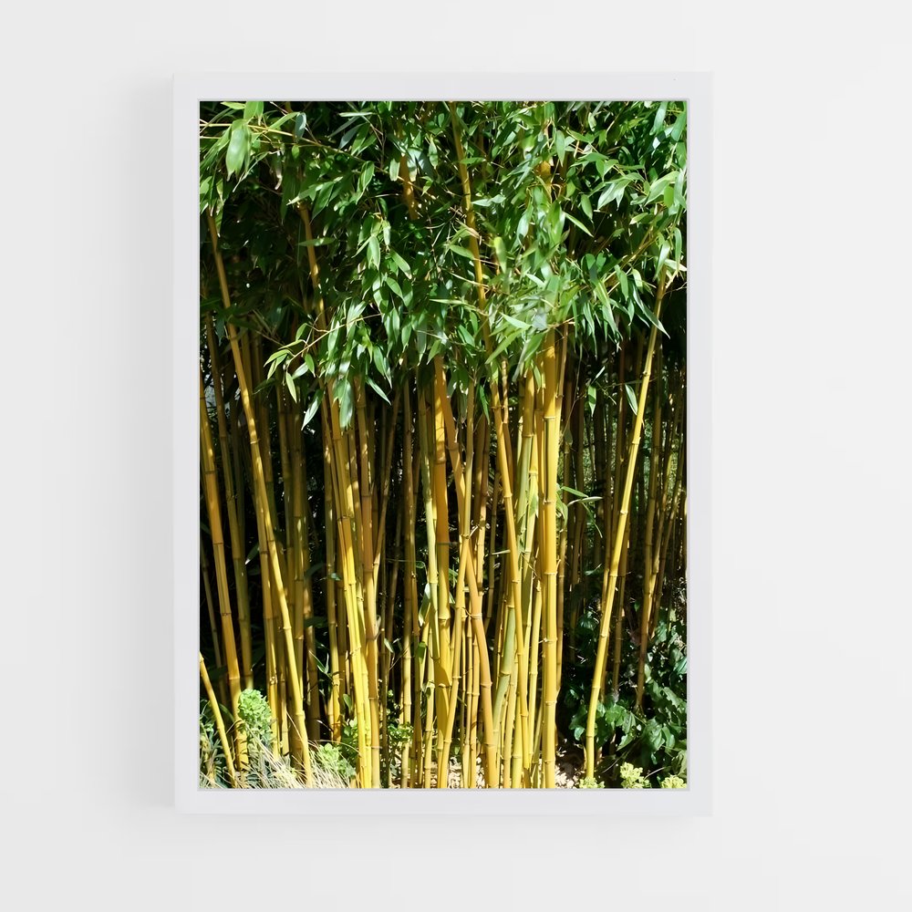ap-golden bamboo-1 cadre Blanc