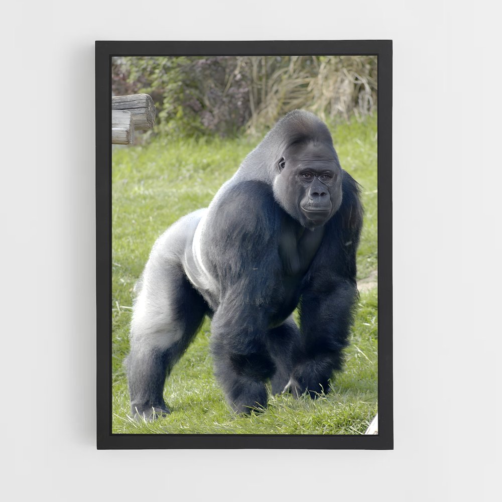 ap-gorilla-1 cadre Noir