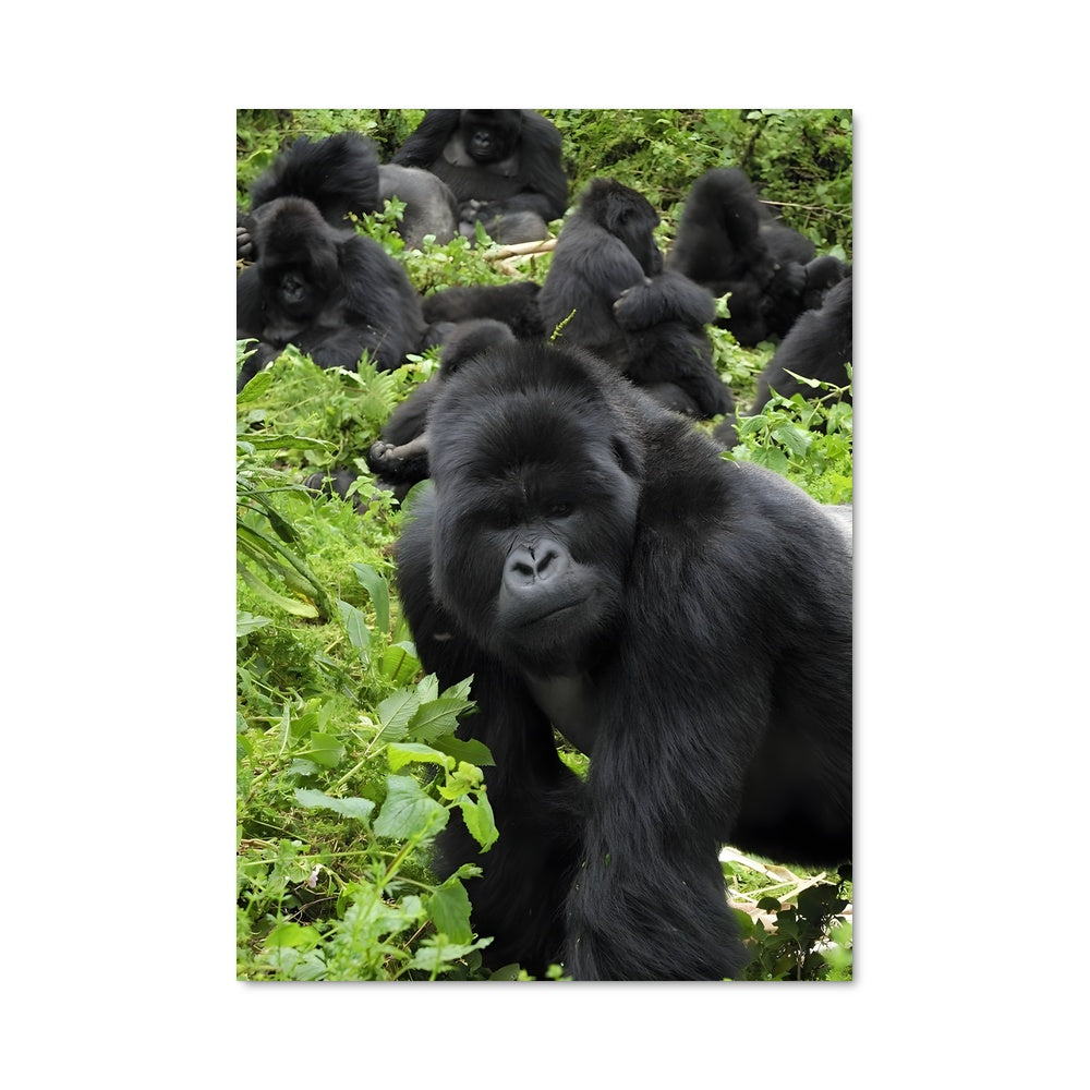 Poster Gorille des Neiges