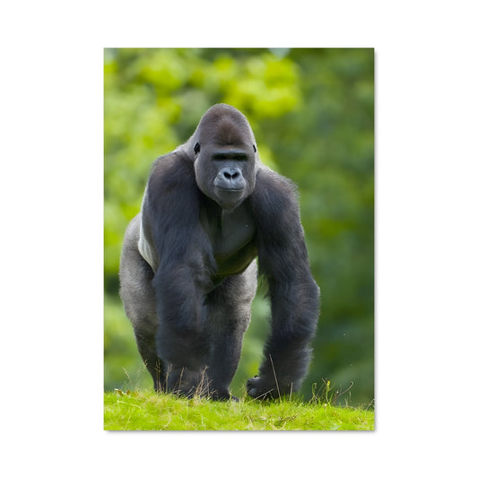 Poster Gorilla 83632
