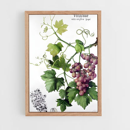ap-grape vine-1 cadre Bois clair