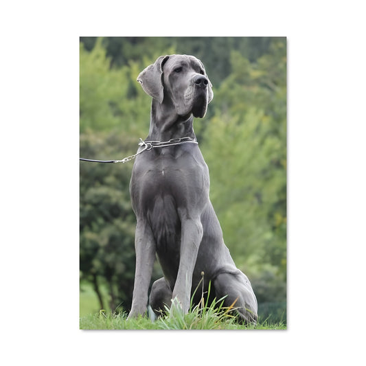 Poster Grand Danois au Parc
