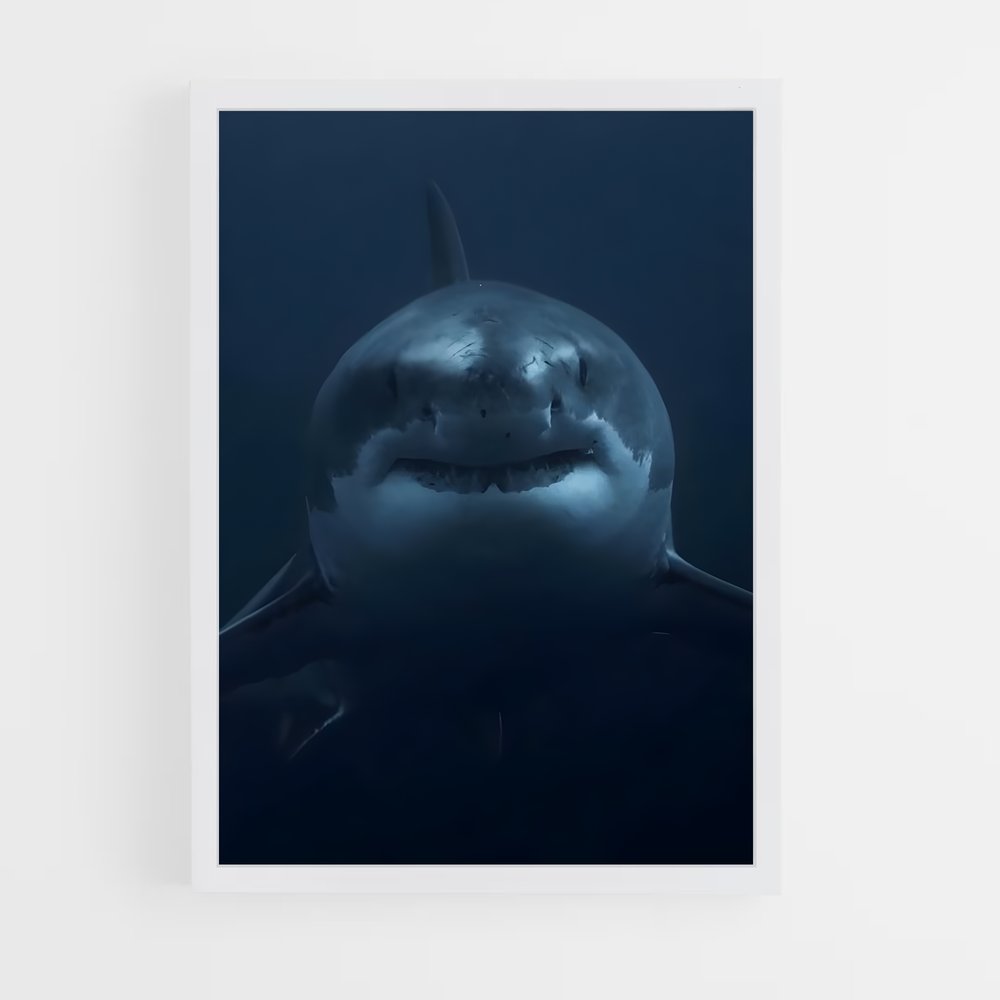 ap-great white shark encounters-1 cadre Blanc