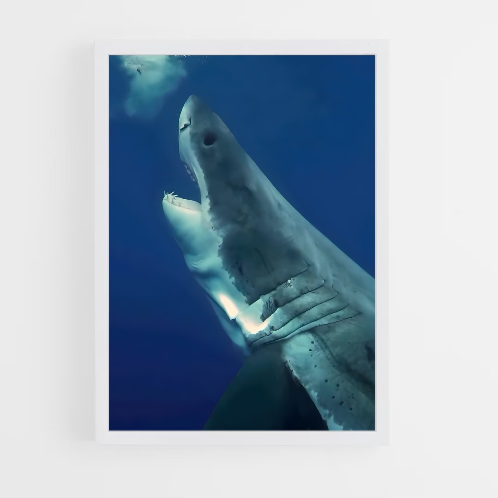 ap-great white shark encounters-2 cadre Blanc