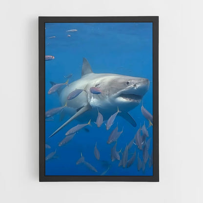 ap-great white shark encounters-3 cadre Noir